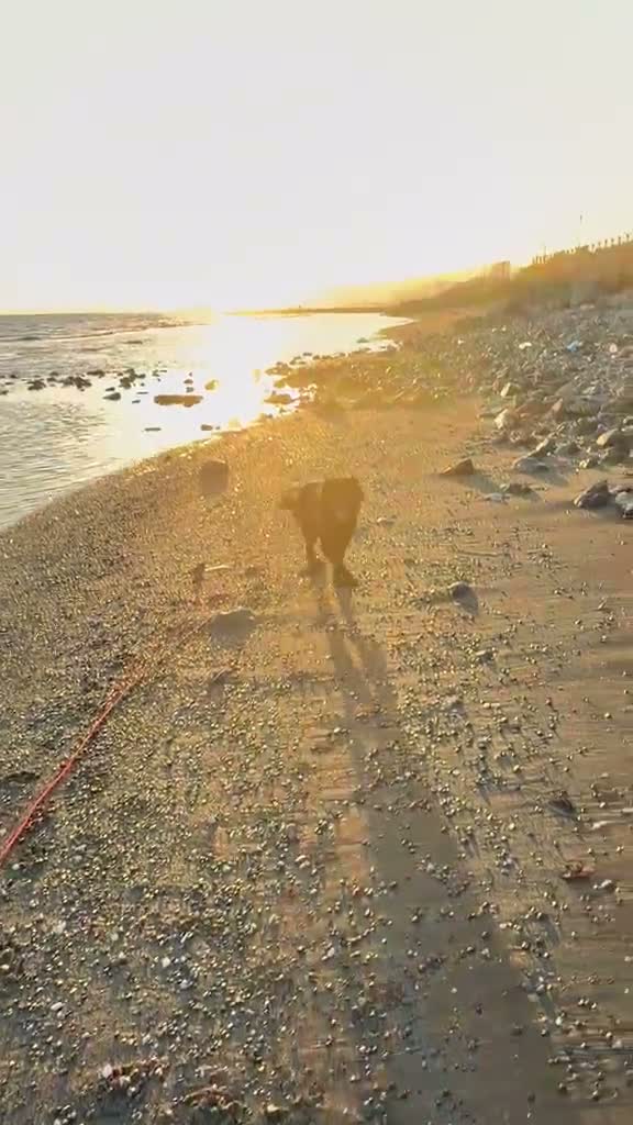 Mixed Breed dogs for adoption: Amlet’s Bags Are Packed. He’s Just Waiting for You - Video 2