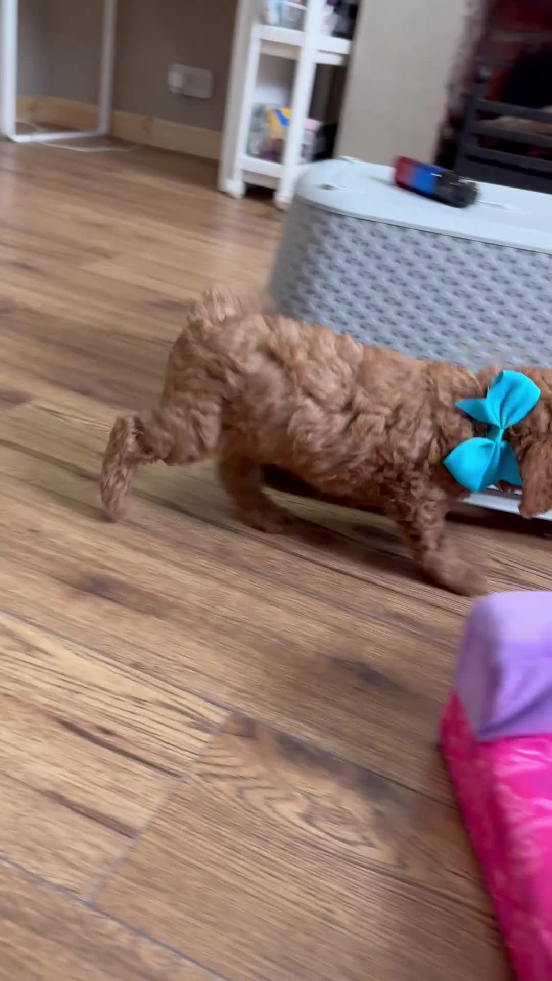 Cavapoo dogs for sale: **READY TO LEAVE THIS WEEK ** F1B Cavapoo Puppiess - Video 1