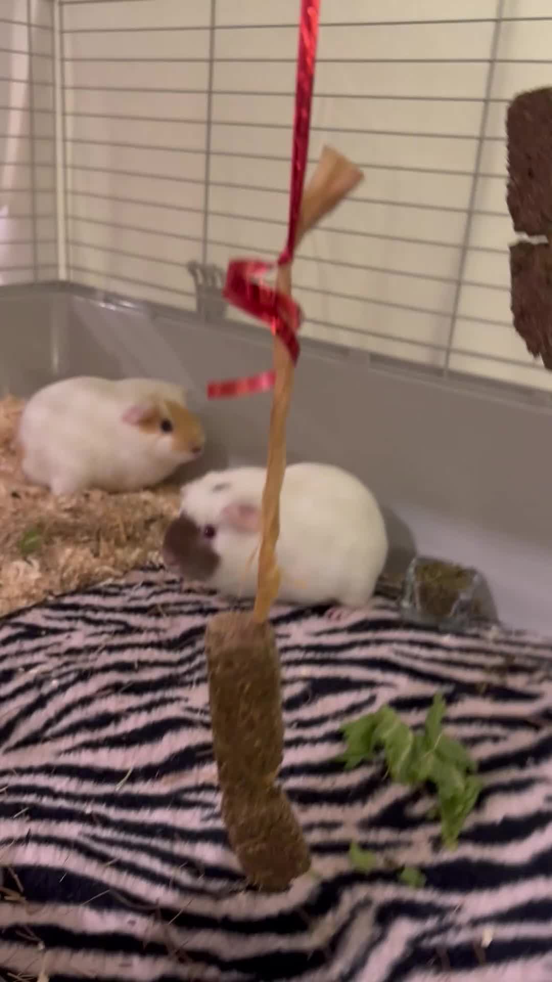 Guinea Pig rodents for sale: For free  in London - Video 1