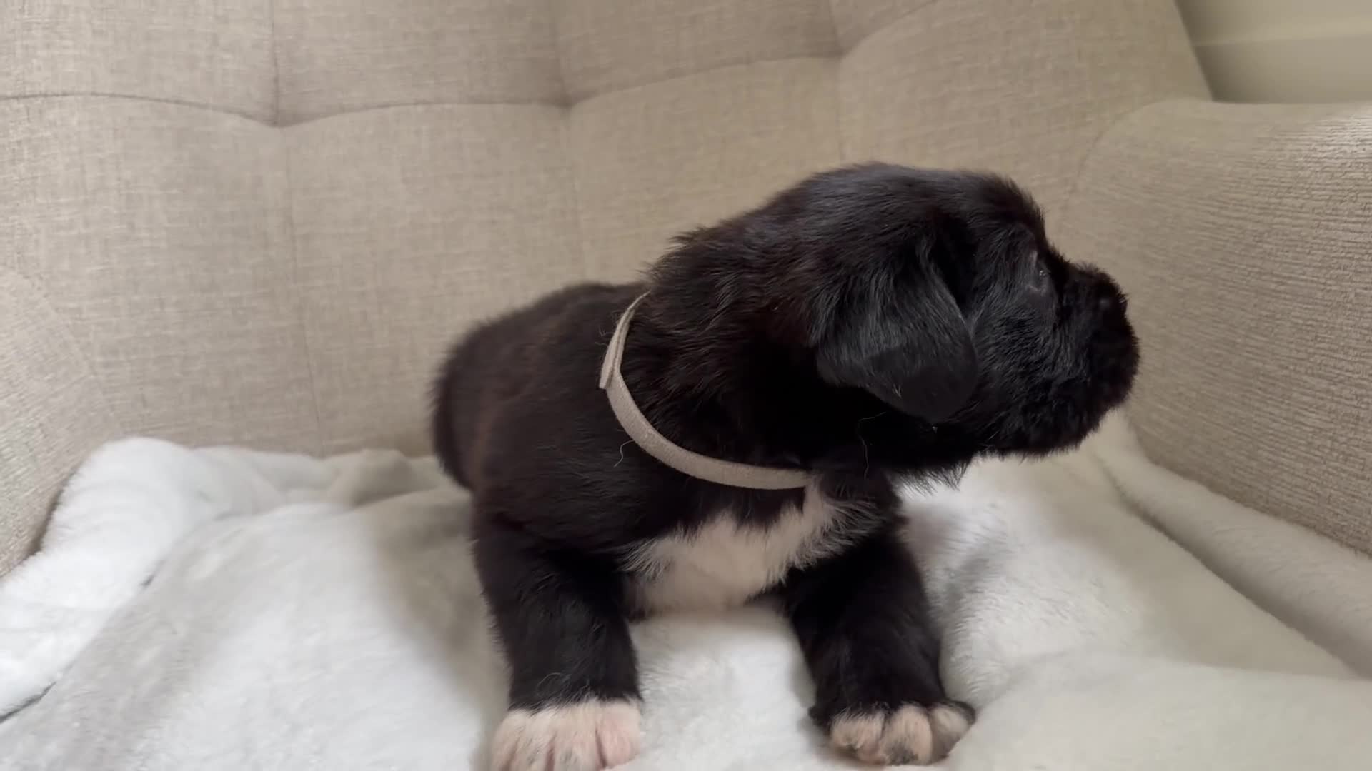 Mixed Breed dogs for sale: EXCLUSIVE LITTER: F1 Old English Bordeaux Puppies! - Video 4
