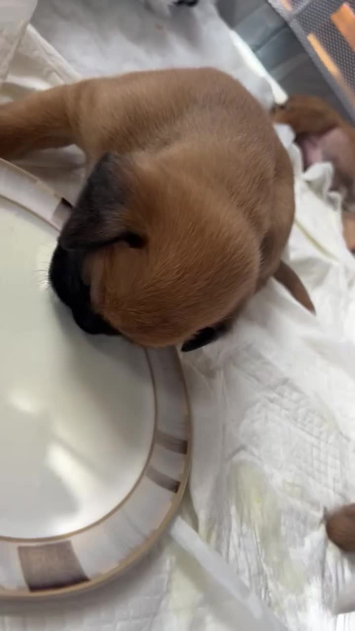 Boxer dogs for sale: Gorgeous litter of boxer puppies 🐶  in Nottingham - Video 3