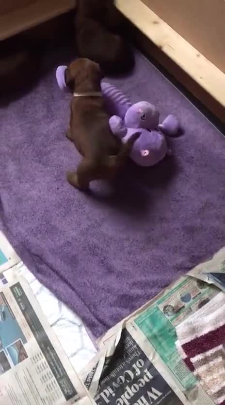Irish Terrier dogs for sale: Male Irish Terrier Puppies - Video 3