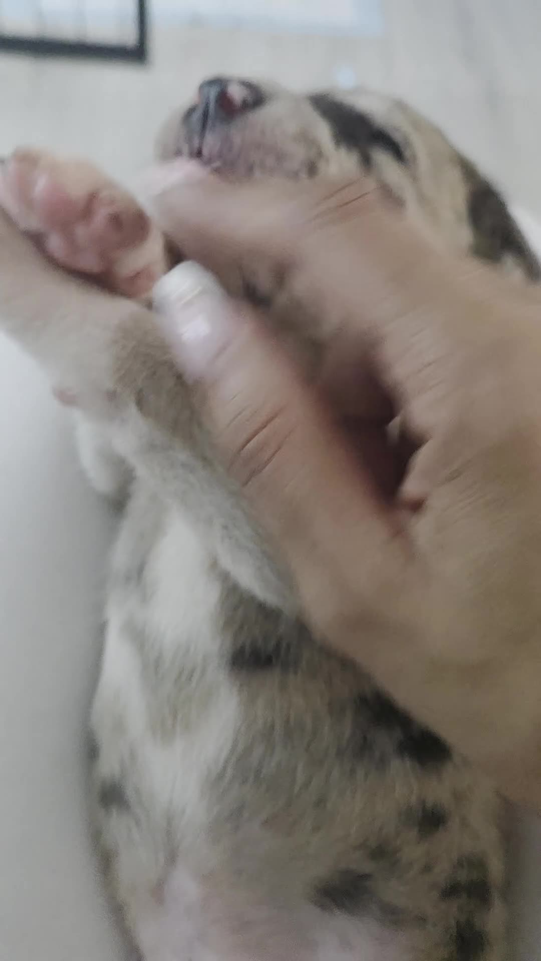 Mixed Breed dogs for sale: American Akita × American Staffy Puppies 🐾 - Video 1