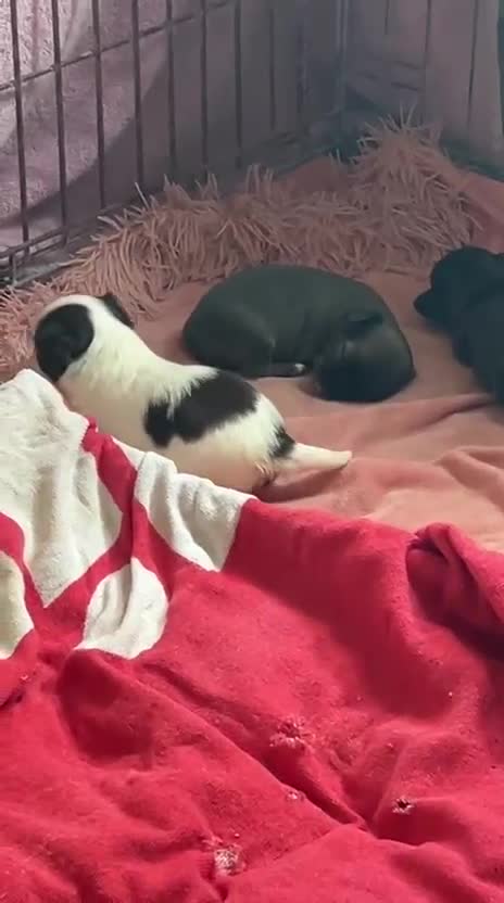 Chihuahua dogs for sale: Chihuahua teacup - Video 1