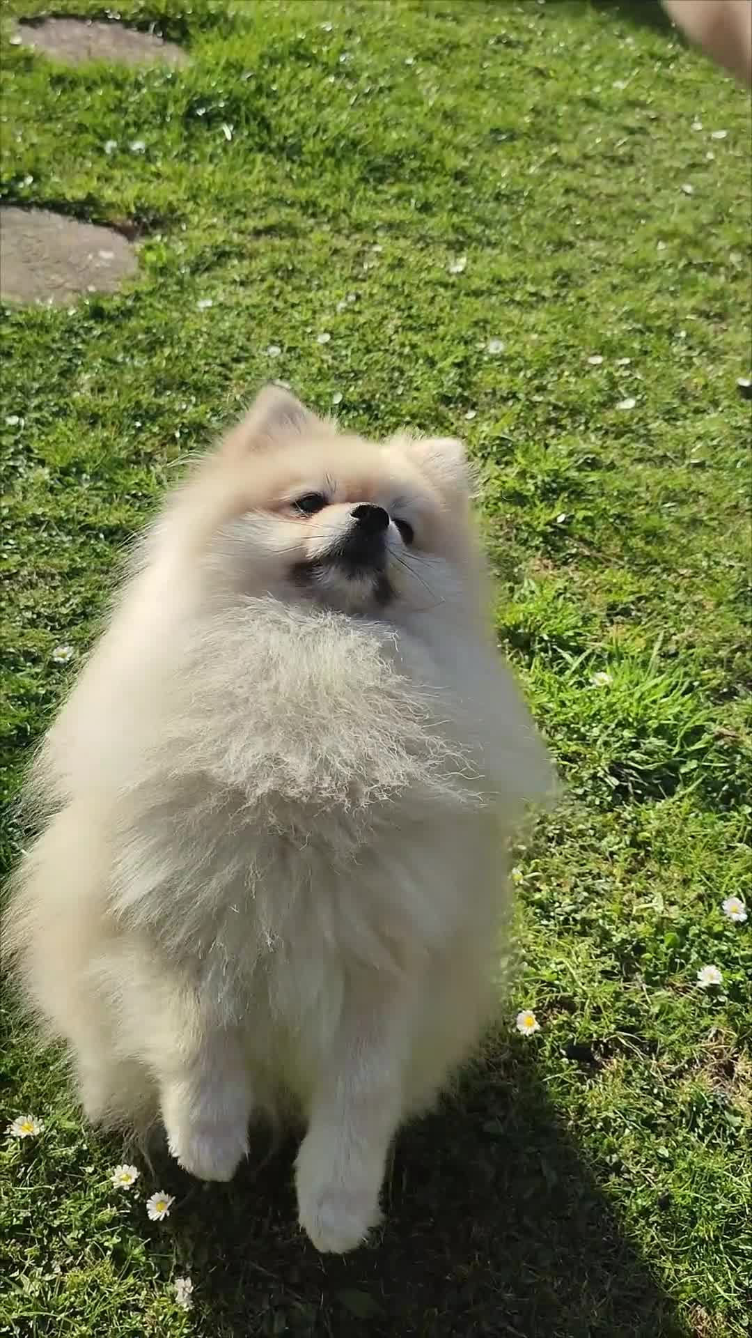 Pomeranian dogs for stud: Cream Pomeranian Stud Bersy in Preston - Video 2