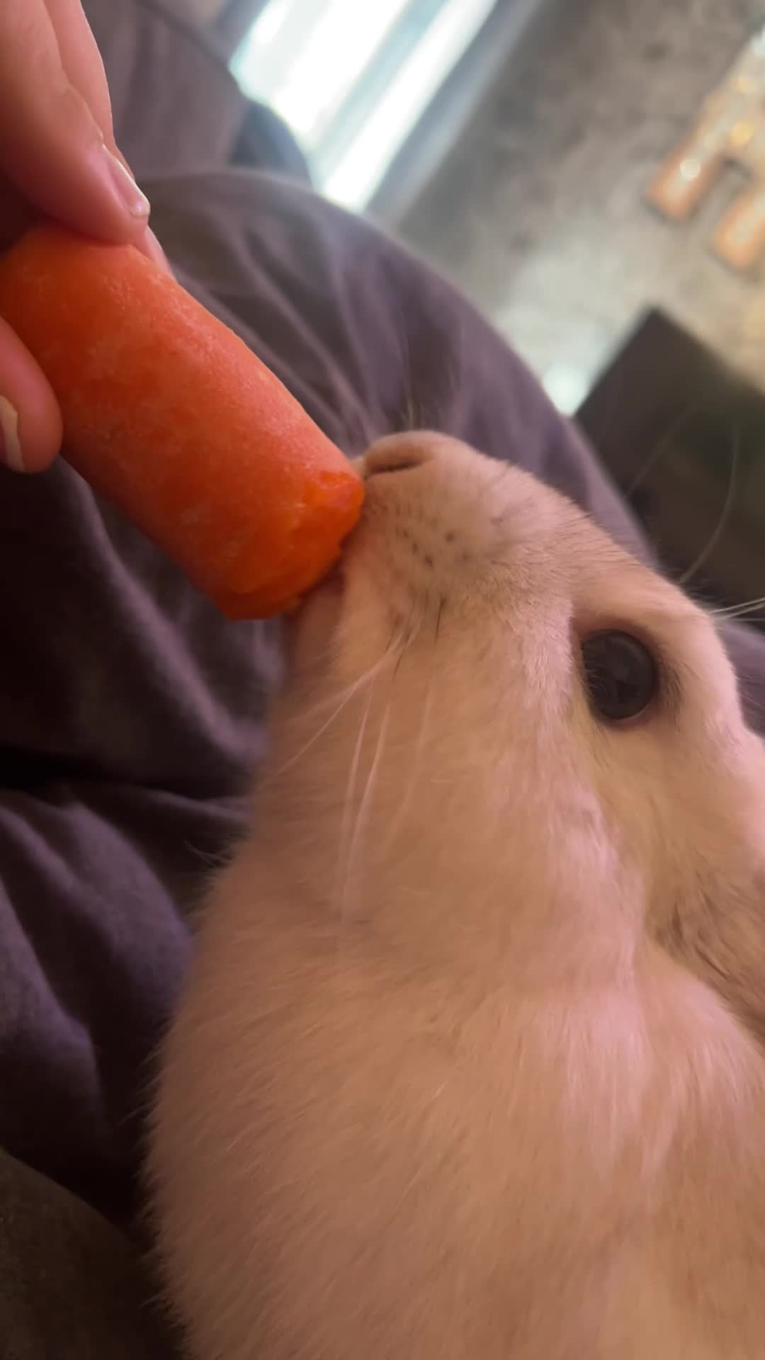 Mixed Breed rabbits for sale: Bambi - Video 1