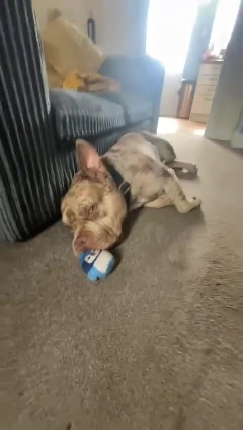American Bulldog dogs for stud: AbkcAmericanChocolateTriMerleBULLY🇺🇸🍫🦍🧬🤩💙 - Video 3