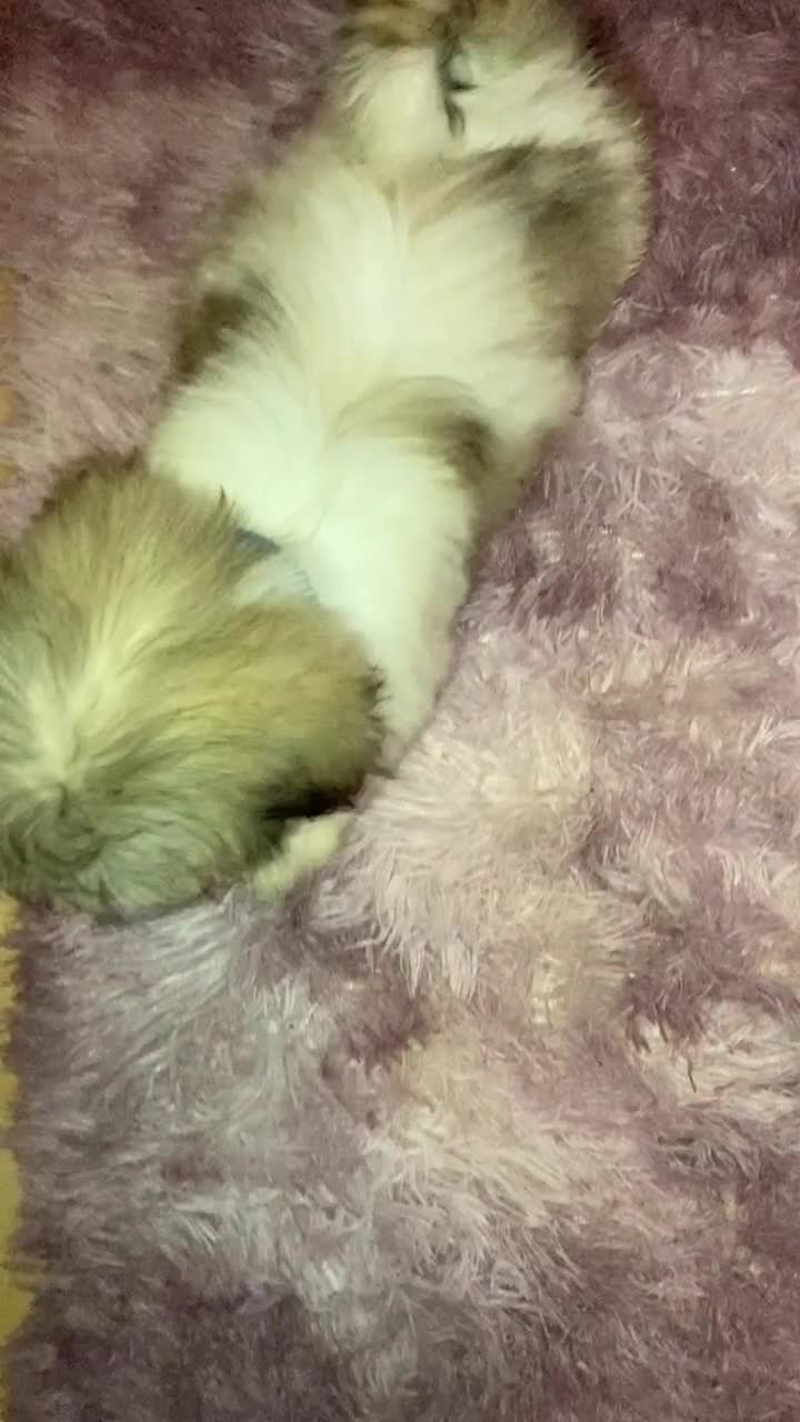 Lhasa Apso dogs for sale: Lhasa Apso Puppies 🐶  - Video 1