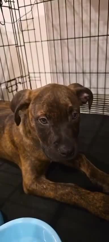 Mixed Breed dogs for sale: ROXY CUTE FAMILY DOG - Video 2