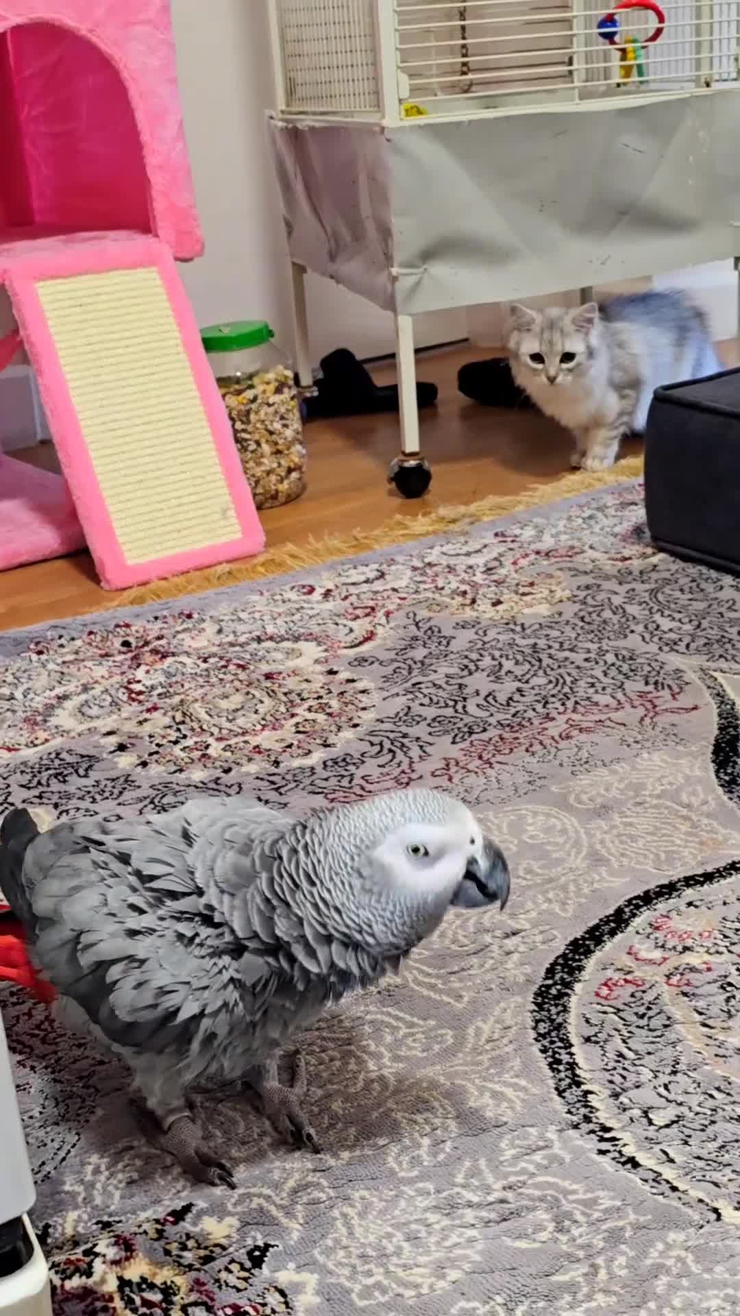 Parrots birds for sale: African Grey Parrot  - Video 1