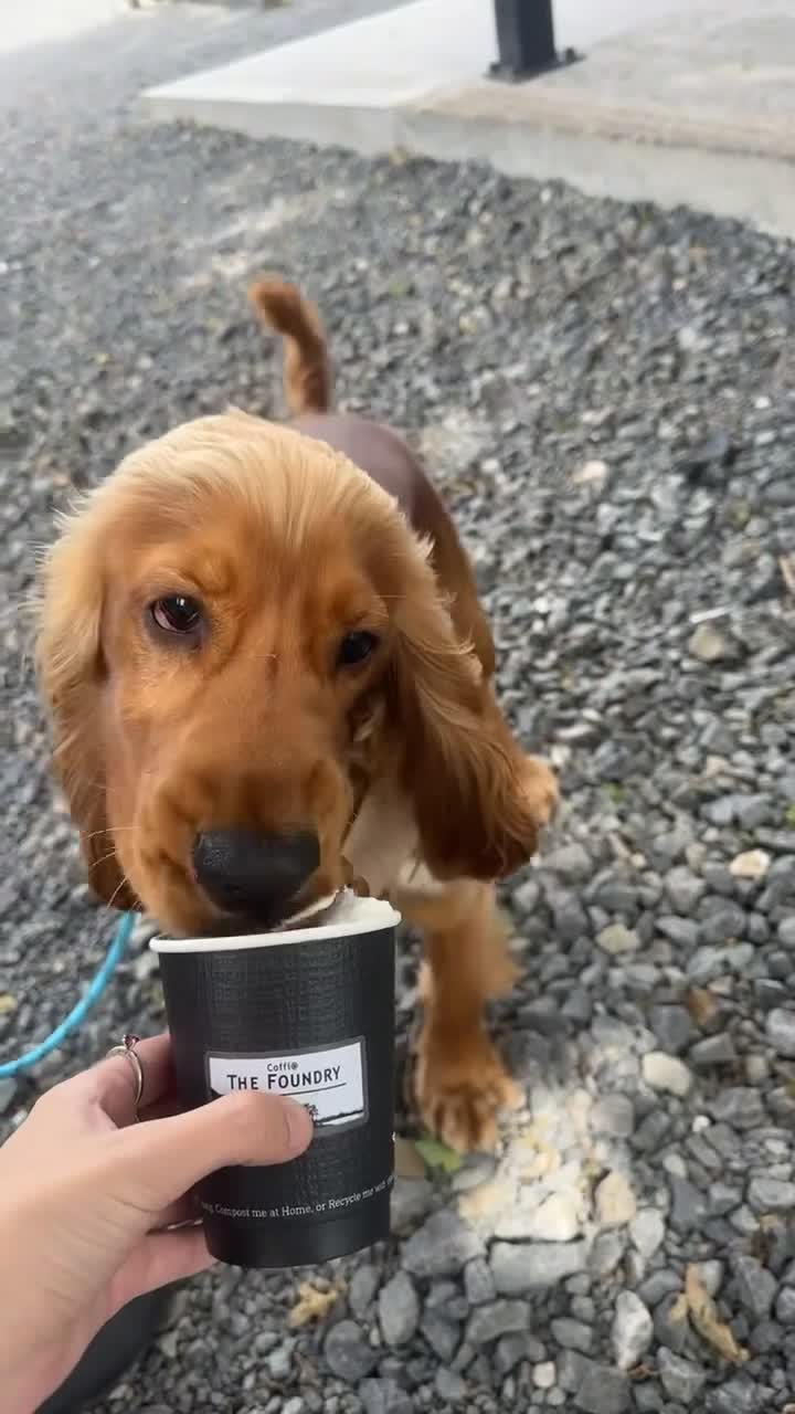 Cocker Spaniel dogs for sale: Cockerspanial in Llanelli - Video 1