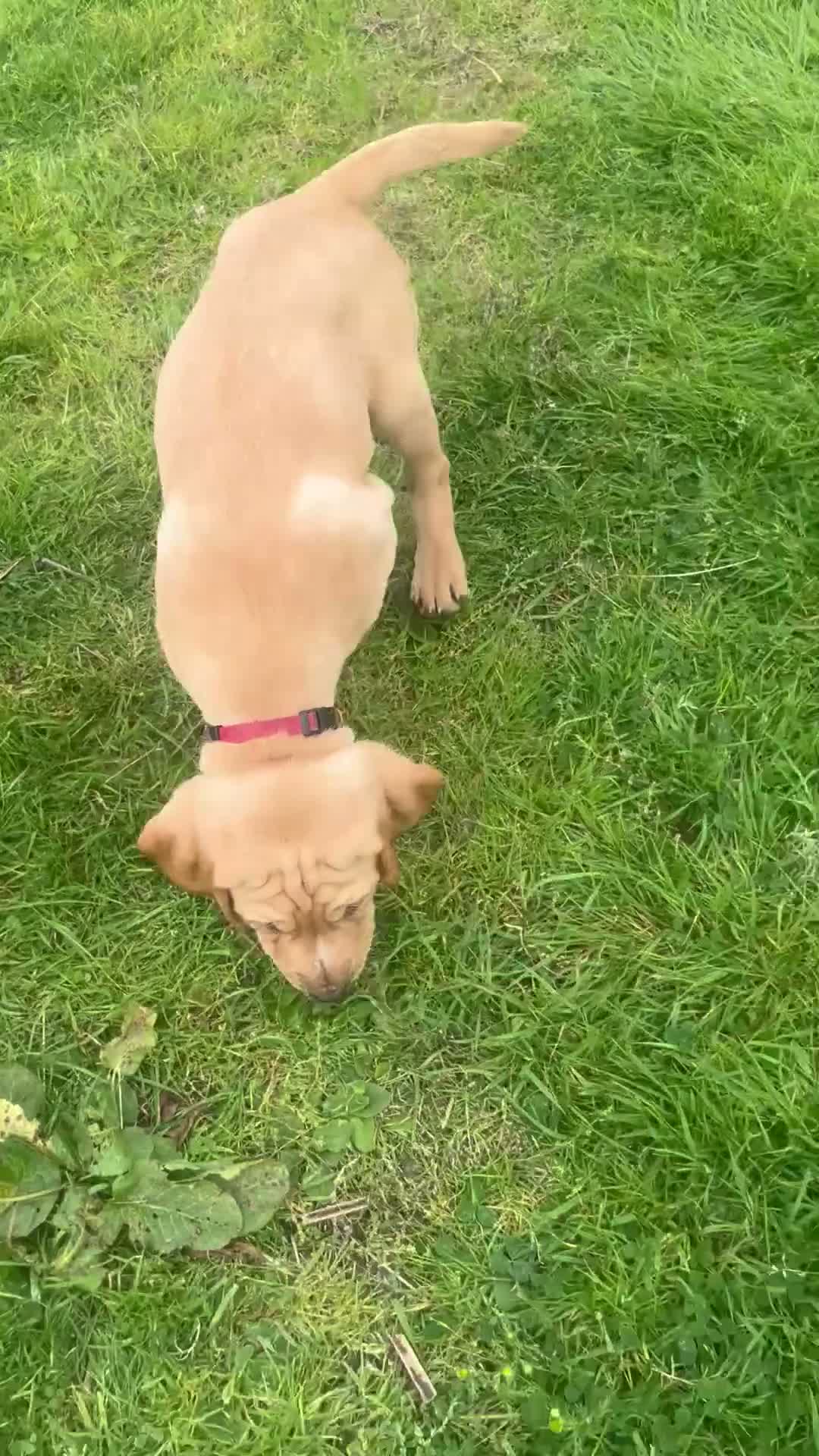 Mixed Breed dogs for sale: Hpr x lab puppies  - Video 1