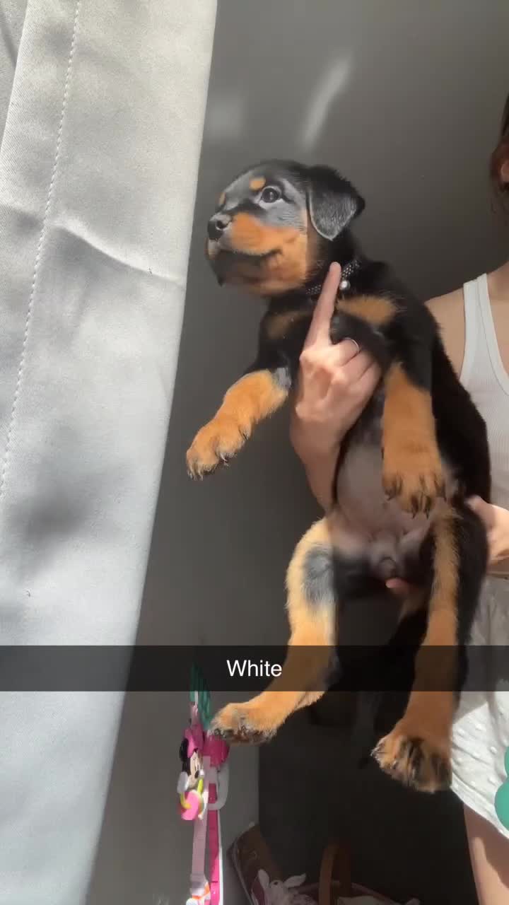 Rottweiler dogs for sale: Last two left!! Rottweiler puppies - Video 1