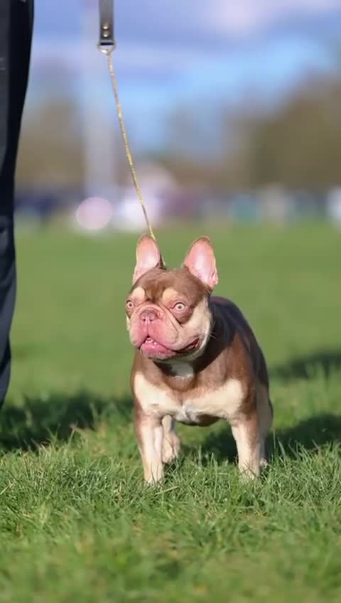 French Bulldog dogs for sale: Rojo and tan - Video 2
