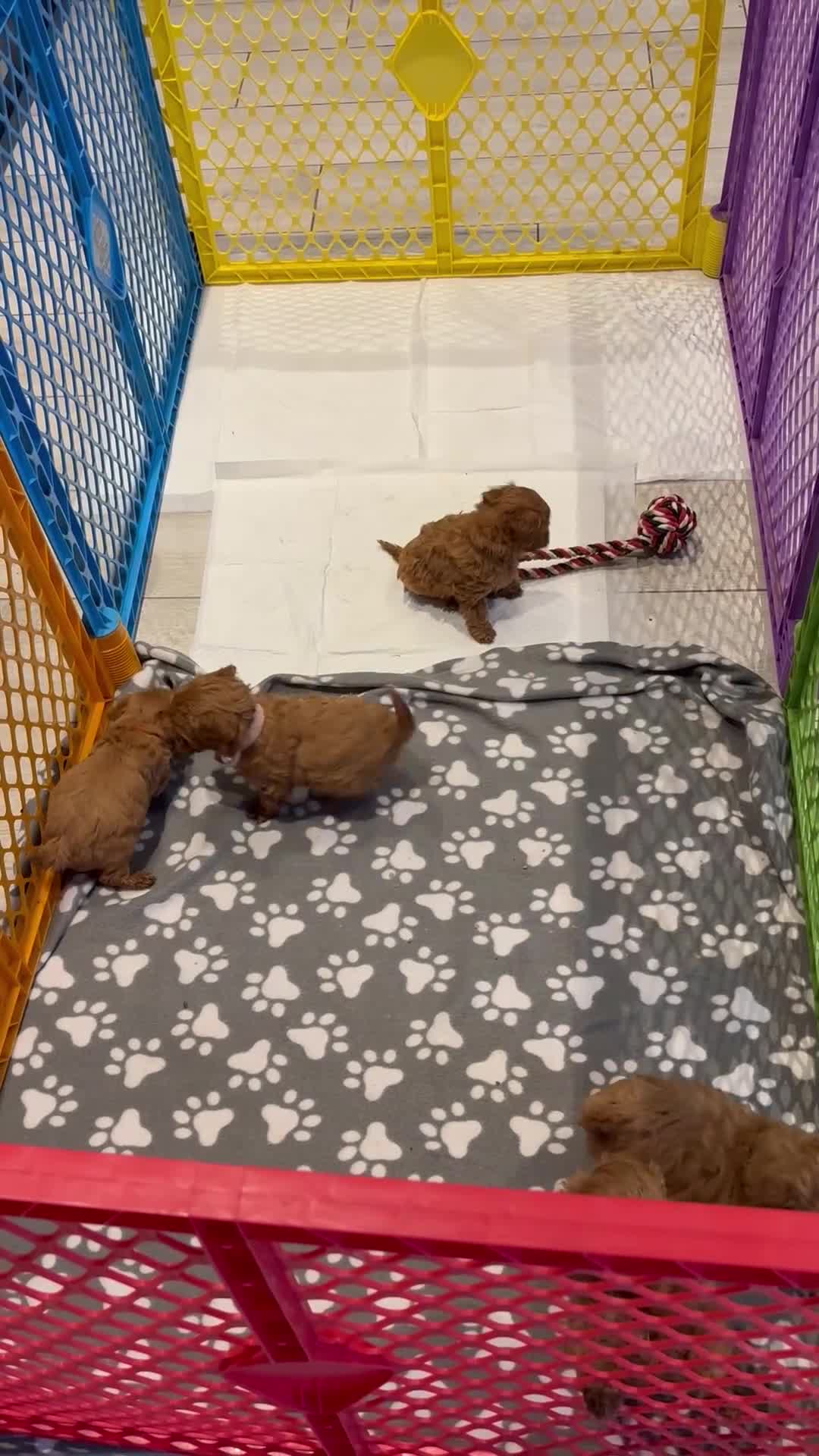 Cockapoo dogs for sale: Beautiful true miniature F1B cockapoo  in Downpatrick - Video 1