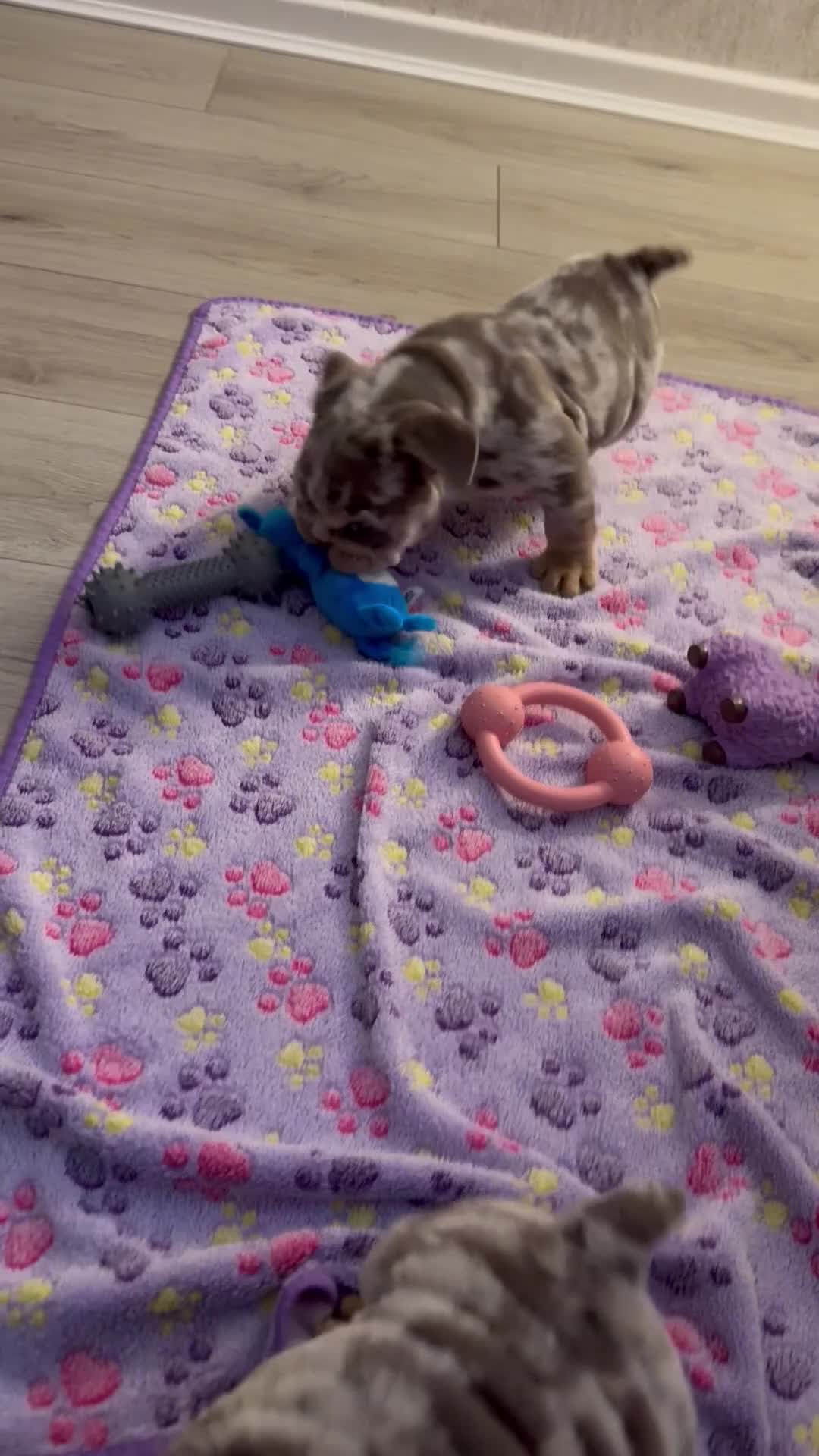 English Bulldog dogs for sale: Last little lady, English Bulldog  - Video 2