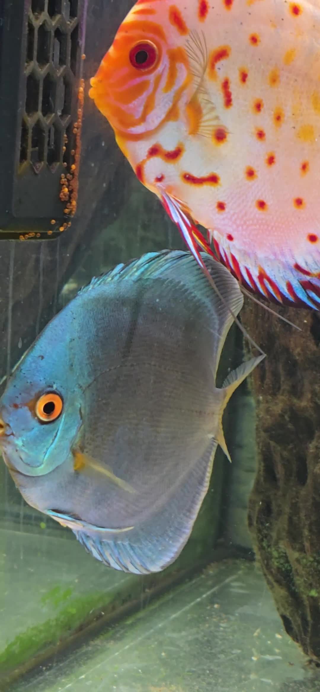 Discus fish for sale: Discus breeding pair - Video 2