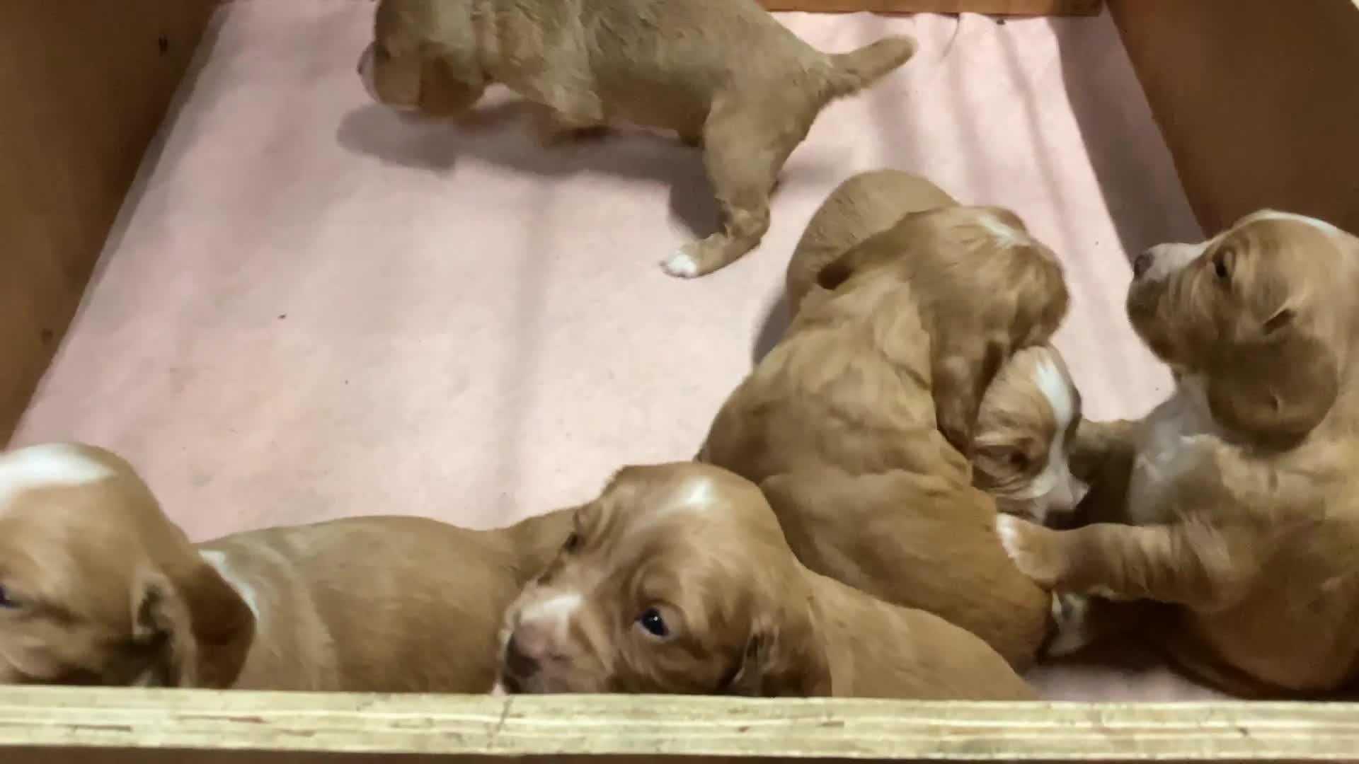 Cocker Spaniel dogs for stud: Working cockier spaniel stud  in Birkenhead - Video 1