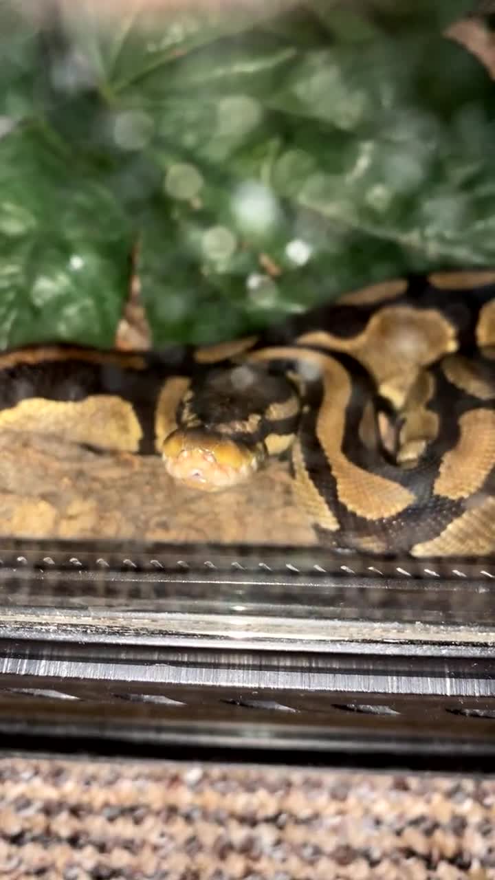 Python Snake reptiles for sale: Ball python and large vivarium for sale!  in Carlisle - Video 5