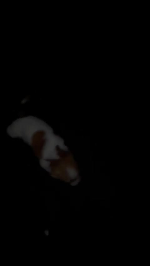 Jack Russell dogs for sale: Gorgeous Miniature Jack Russell  - Video 2