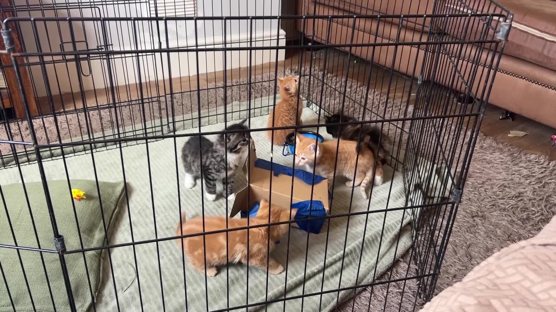 Mixed Breed cats for sale: Ginger girls  - Video 1