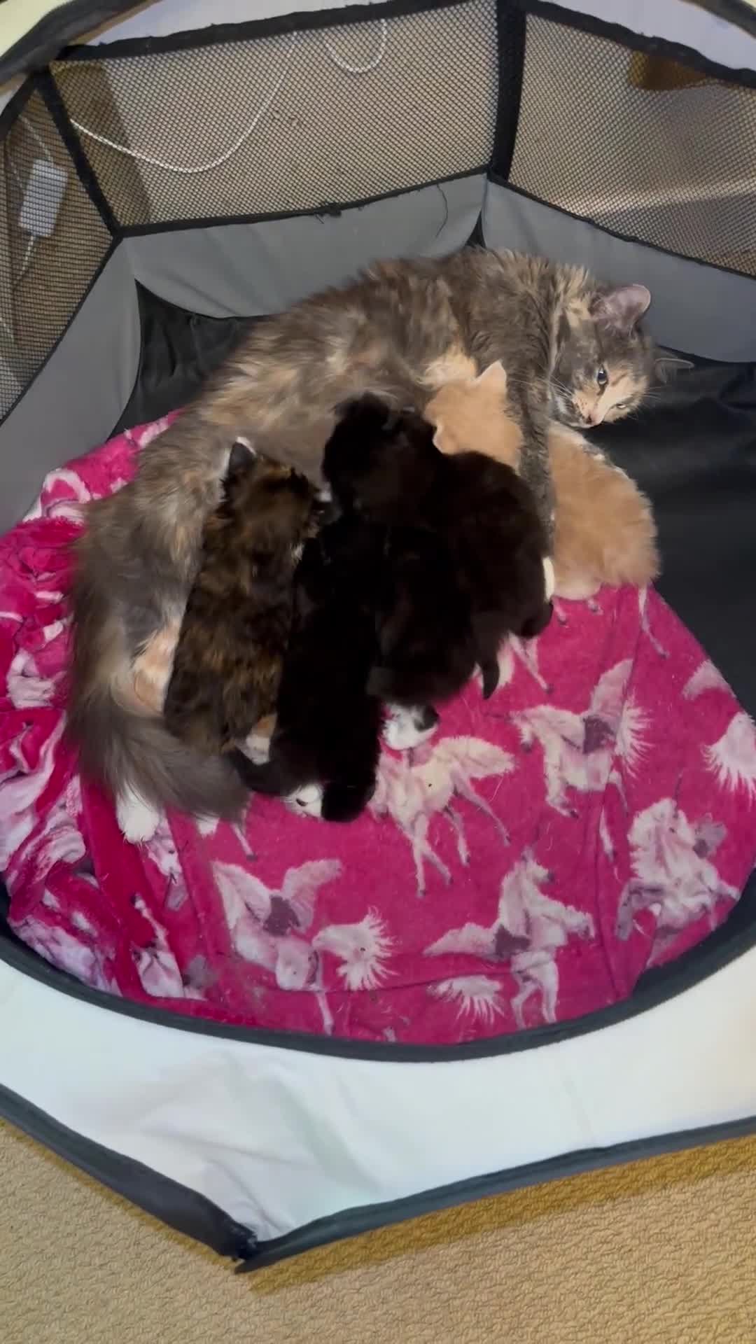 Ragdoll cats for sale: Ragdoll x Russian blue kittens  - Video 1