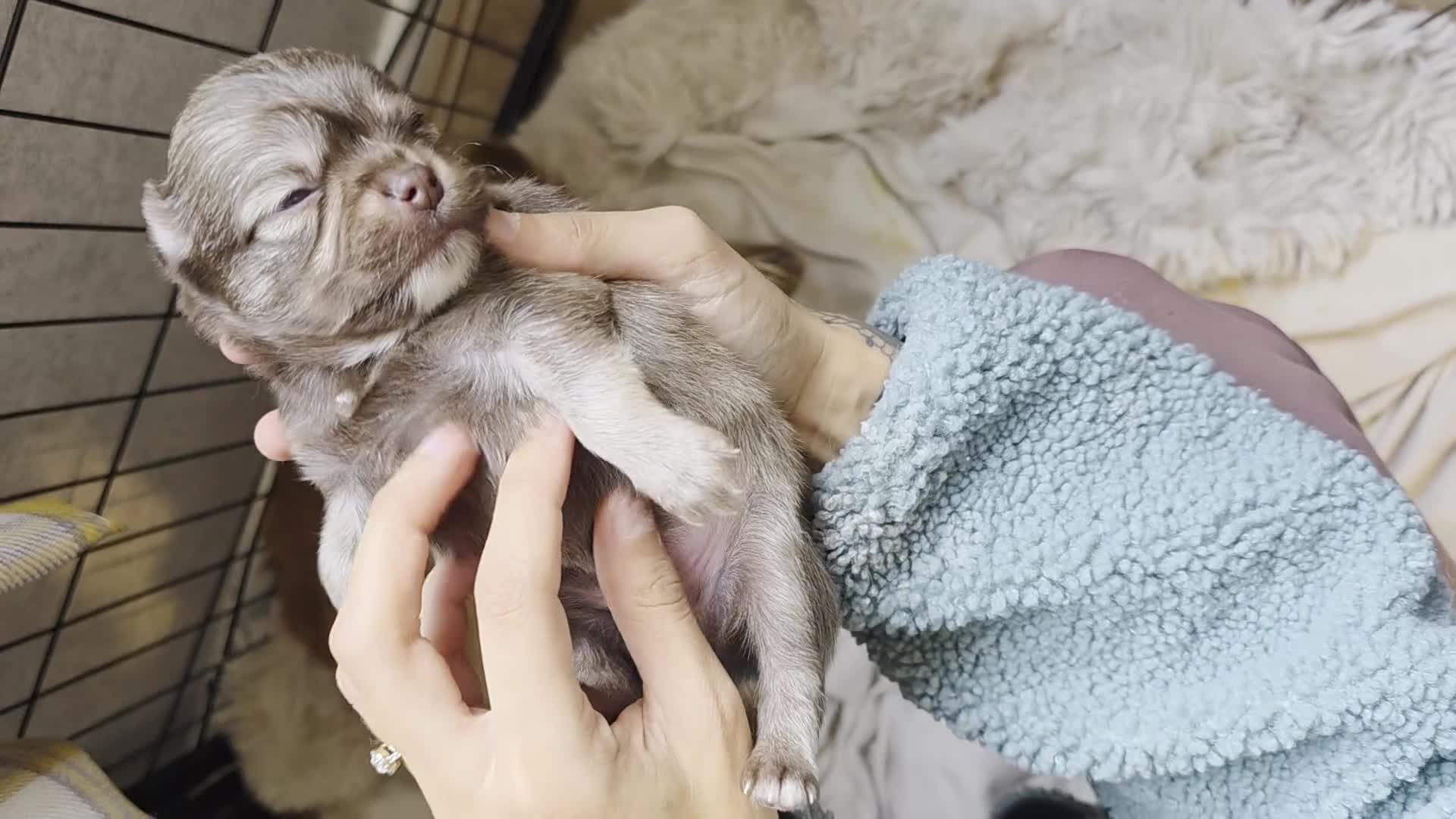 Pomchi dogs for sale: Beautiful Pomchi Puppies - Video 3