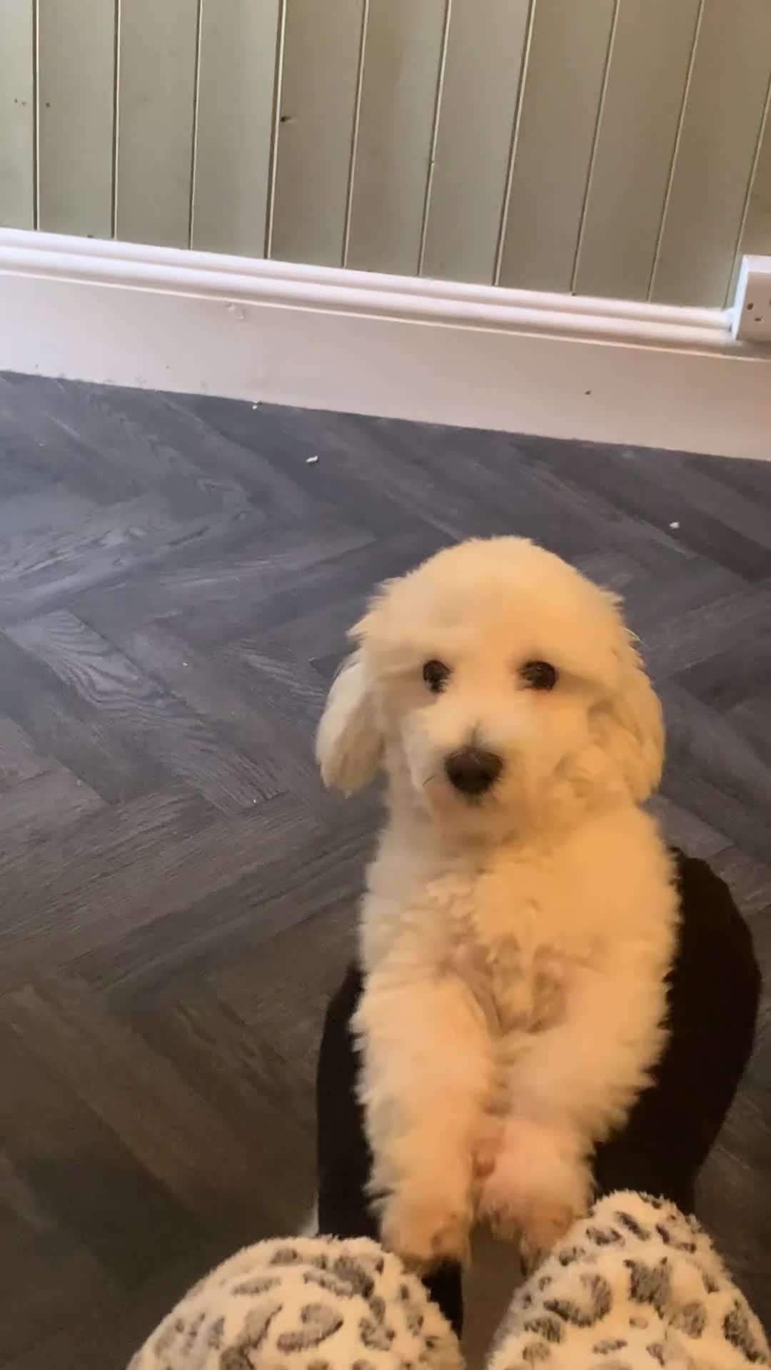 Mixed Breed dogs for sale: Havanese x bichon in Leeds - Video 1