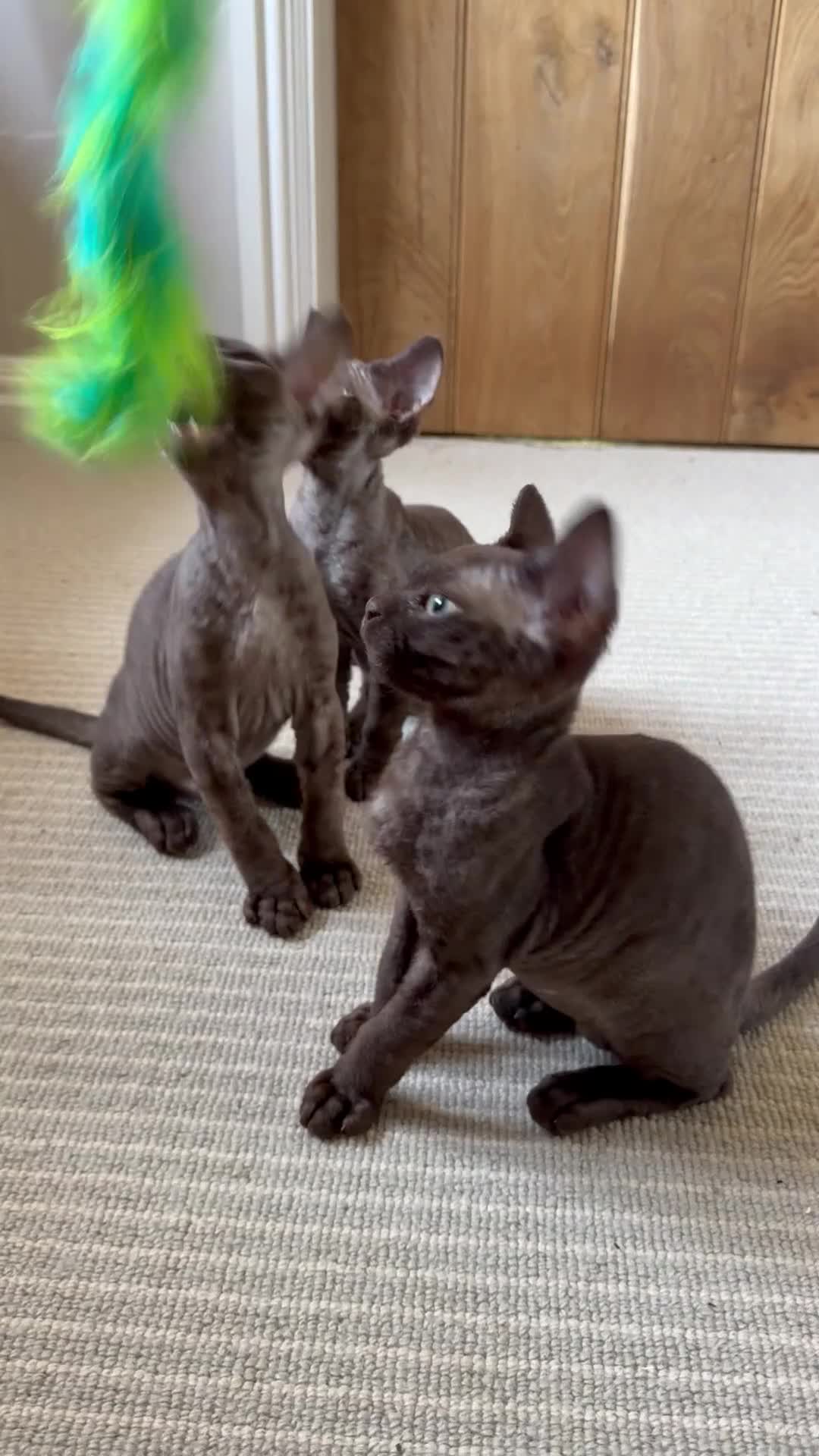 Devon Rex cats for sale: Ready July 22nd GCCF reg Devon Rex kittens - Video 1