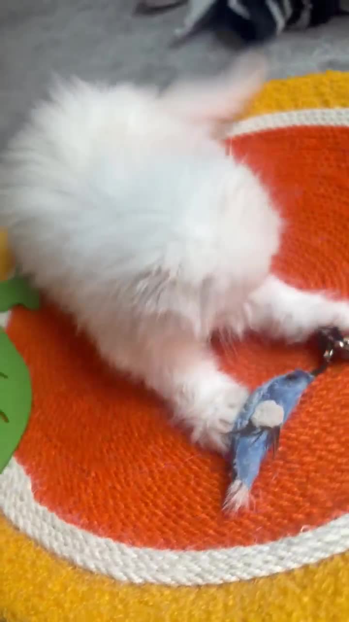 British Longhair cats for sale:  STUNNING RARE SILVER-GOLDEN BLH KITTENS AVAILABLE - Video 1