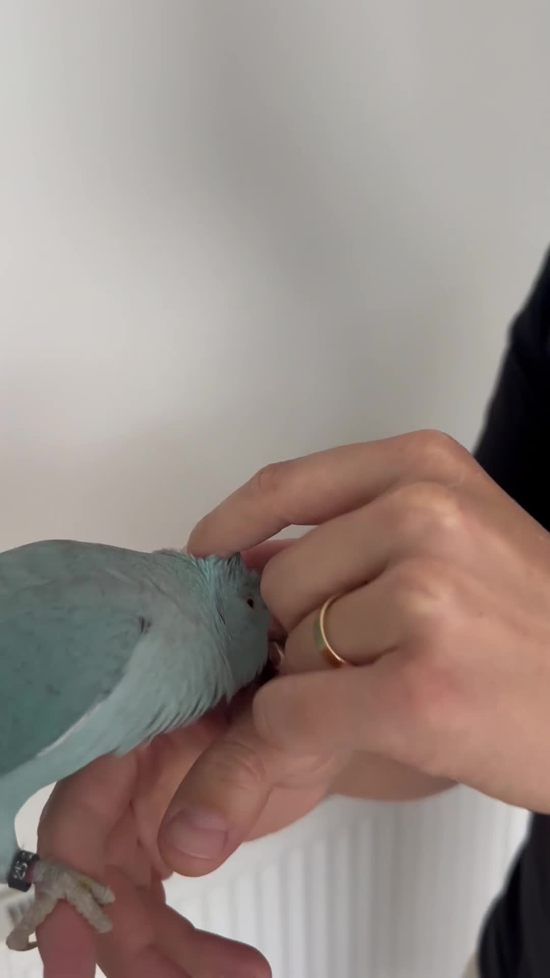 Ringnecks birds for sale: Hand-Reared Ringneck Rare & Extremely Friendly - Video 2