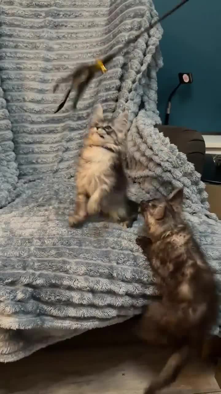 Maine Coon cats for sale: 6 pure maincoon kittens  - Video 4