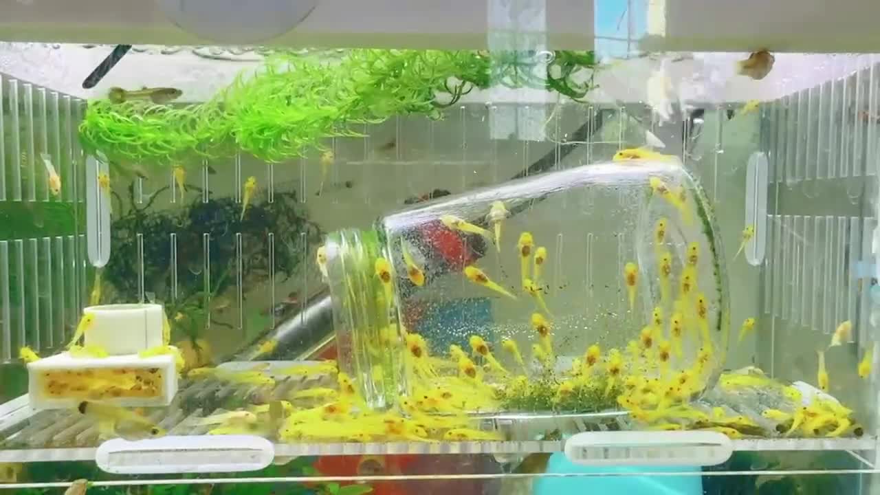 Plecos fish for sale: Golden Bristlenose Pleco L144 Lemon blue/black eye - Video 1