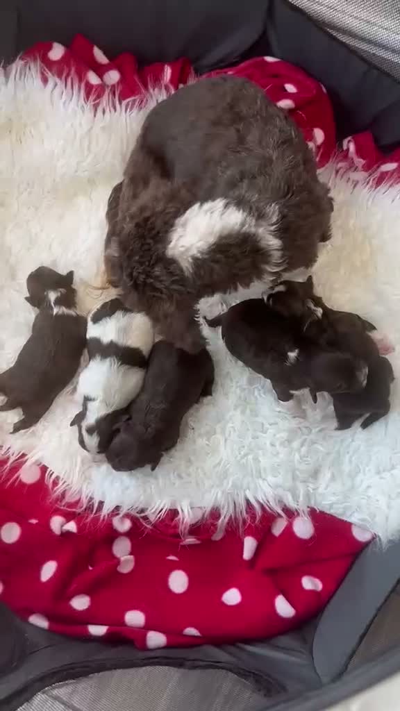 Havanese dogs for sale: Stunning pedigree Havanese puppies  - Video 1