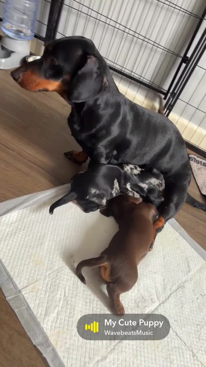 Dachshund dogs for sale: 🐶 5 Beautiful Dachshund Puppies 5 Weeks Old - Video 2
