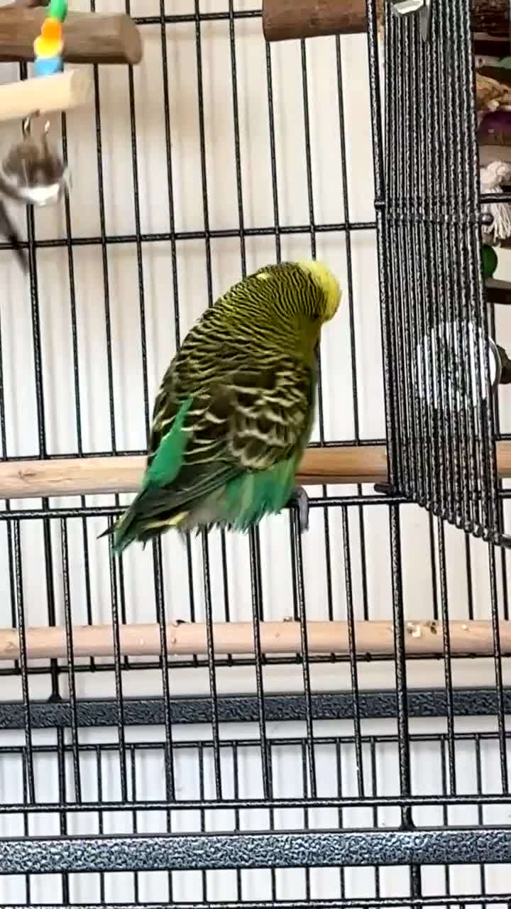 Budgerigars birds for sale: 2 bonded budgies, flight cage and toys  in Salisbury - Video 5
