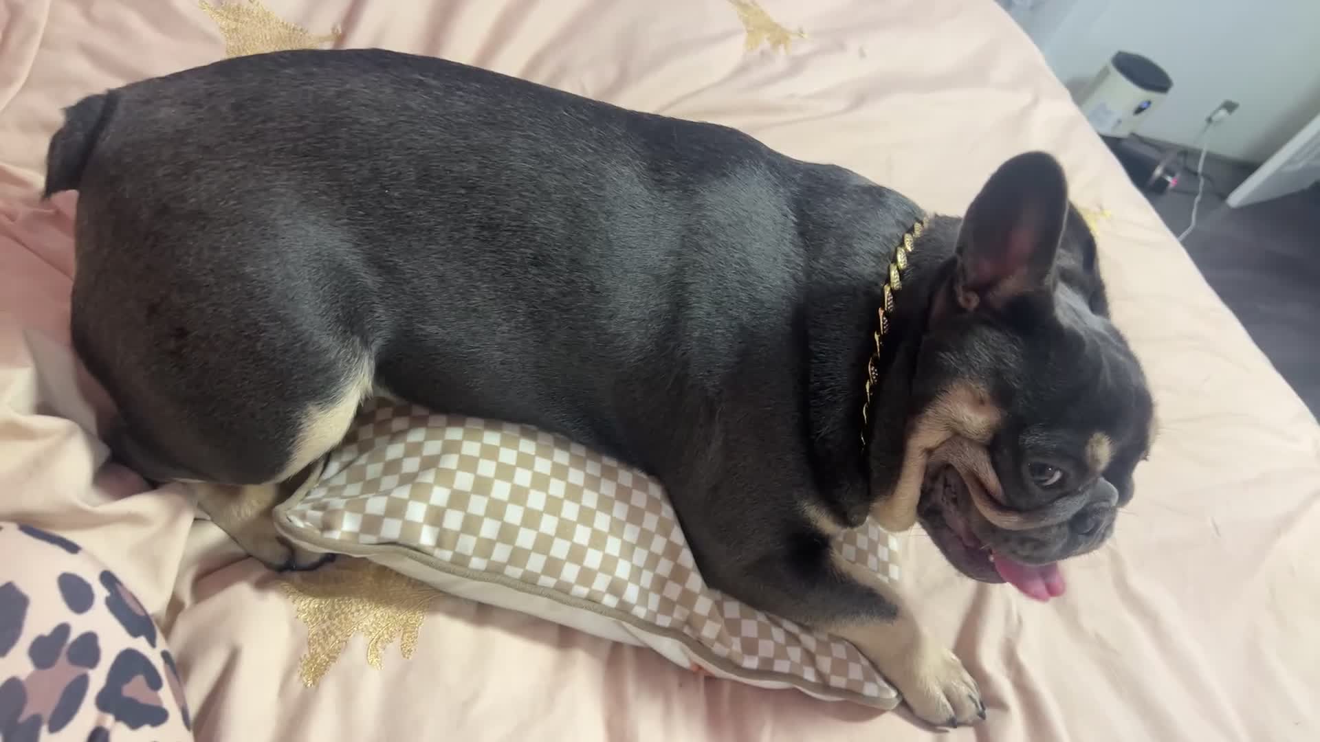 French Bulldog dogs for stud: Pablo KC - Video 1