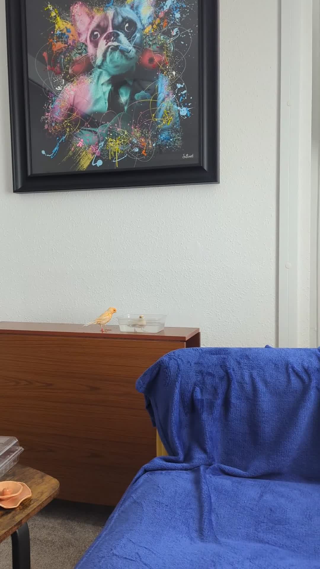 Canaries birds for sale: Healthy Male & Female Canaries with Setup - Video 1