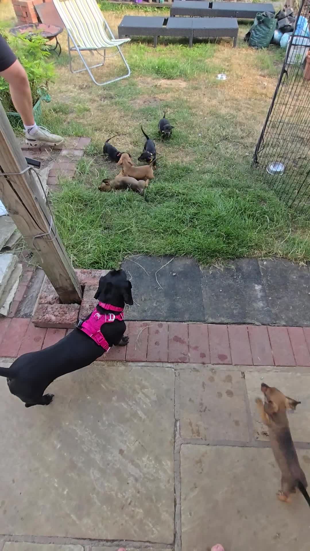 Dachshund dogs for sale: 4 MINIATURE DASCHOUNDS LEFT  - Video 1
