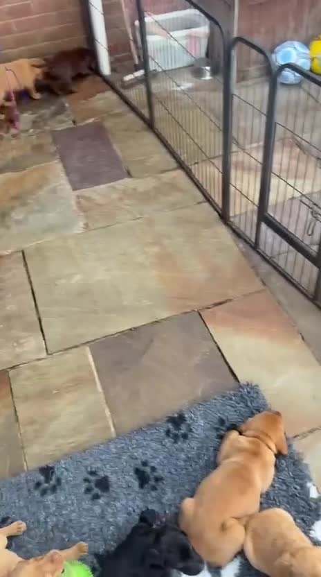 Labrador Retriever dogs for sale: Beautiful Labrador puppies - Video 1