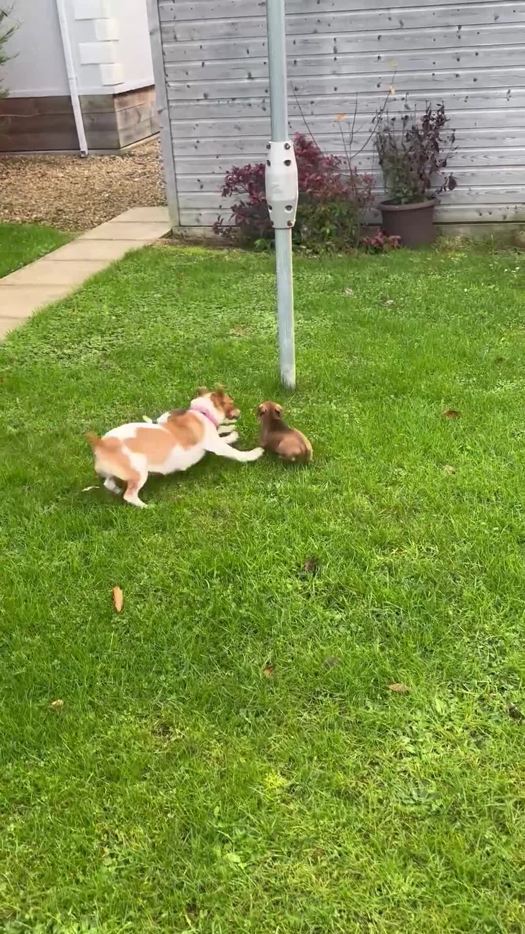 Jack Russell dogs for sale: Beautiful Jack Russell pups - Video 1