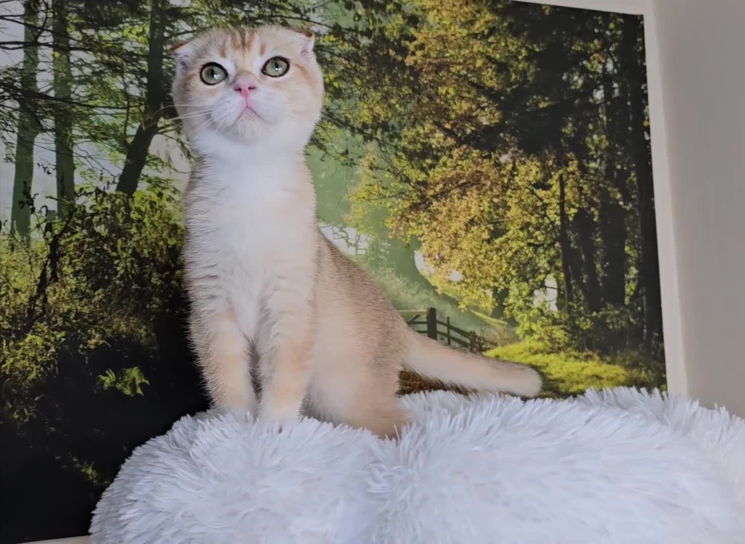 Scottish Fold cats for sale: READY NOW-TICA-SCOTTISH FOLD GIRL  - Video 3