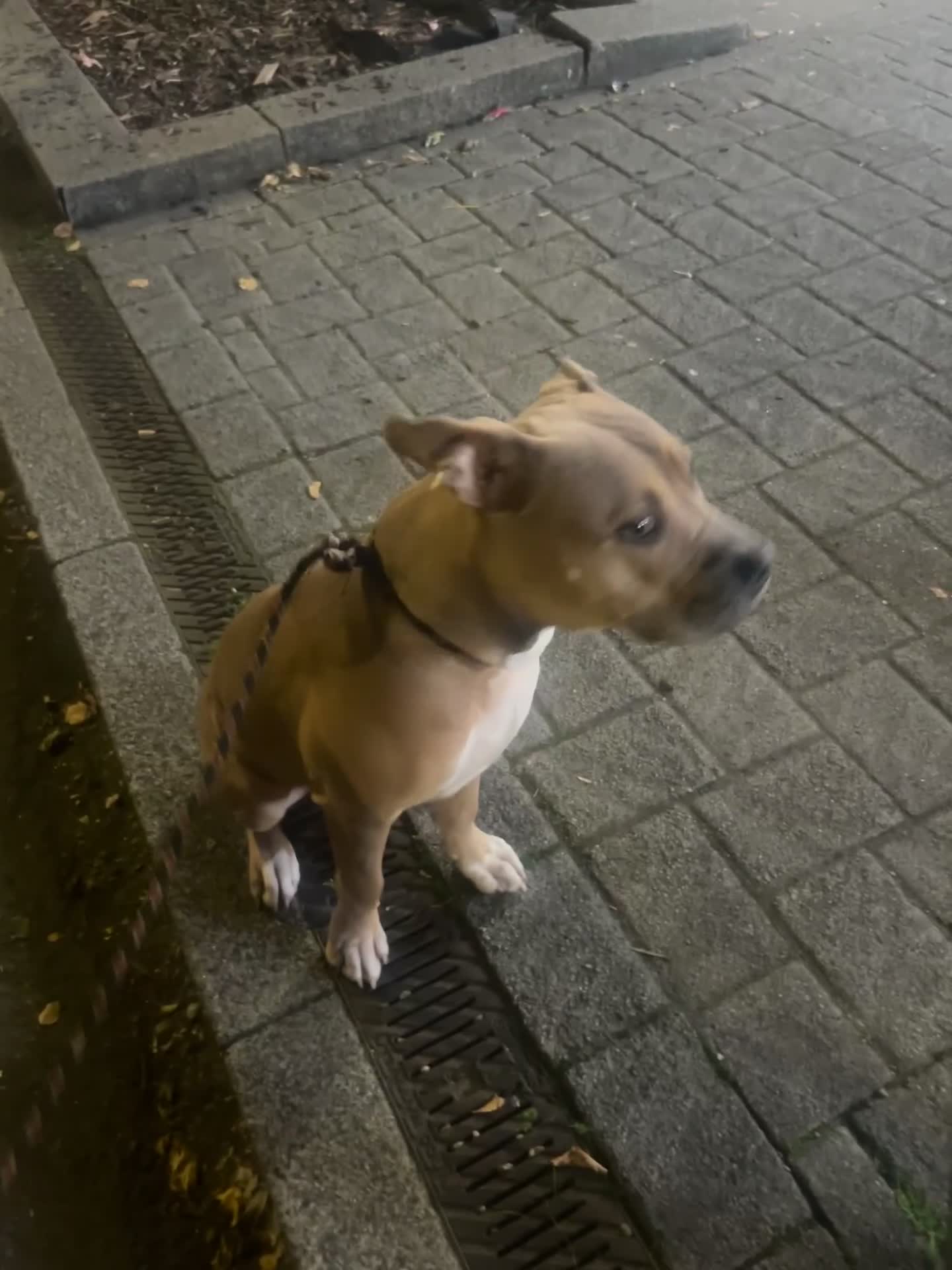 Mixed Breed dogs for sale: Beloved Mellow - Video 1