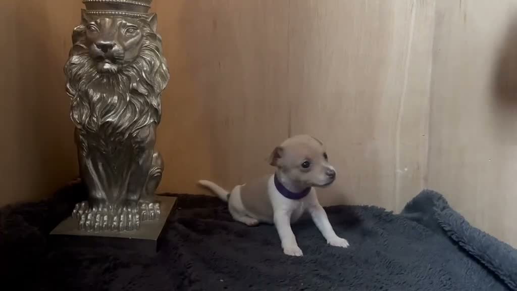 Jack Russell dogs for sale: Beautiful Jack Russell pups  - Video 4