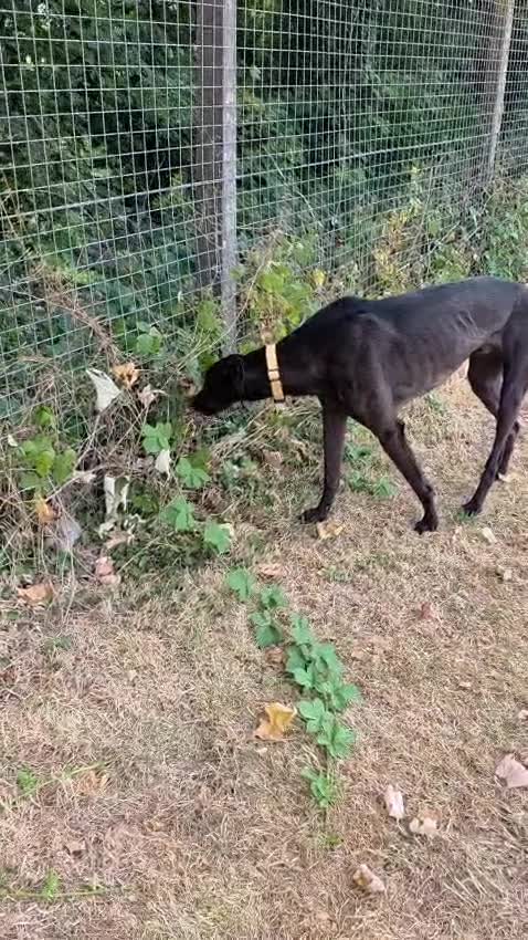 Greyhound dogs for adoption: Oliver - Video 2