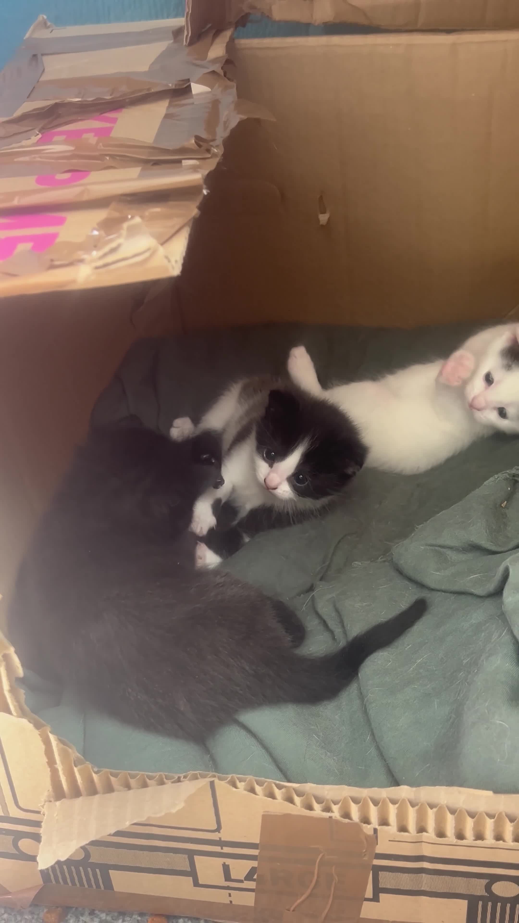 Mixed Breed cats for sale: 3 Kittens!! in Birmingham - Video 1
