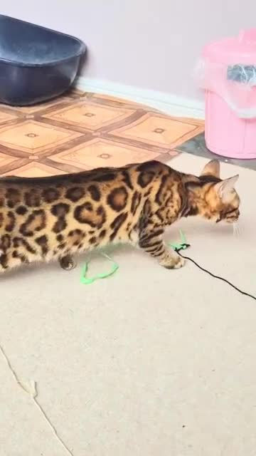 Bengal cats for sale: Superb TICA Active Reg Girl - Video 1