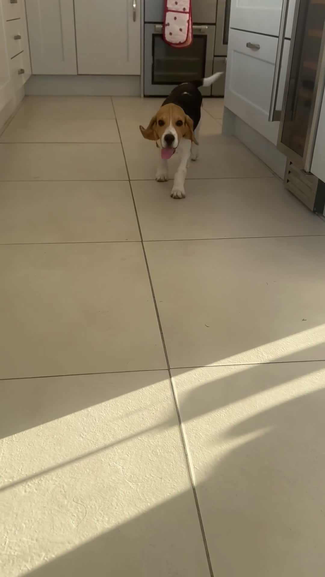 Beagle dogs for sale: 🐶⭐️Gorgeous male Beagle puppy ⭐️🐶 - Video 1