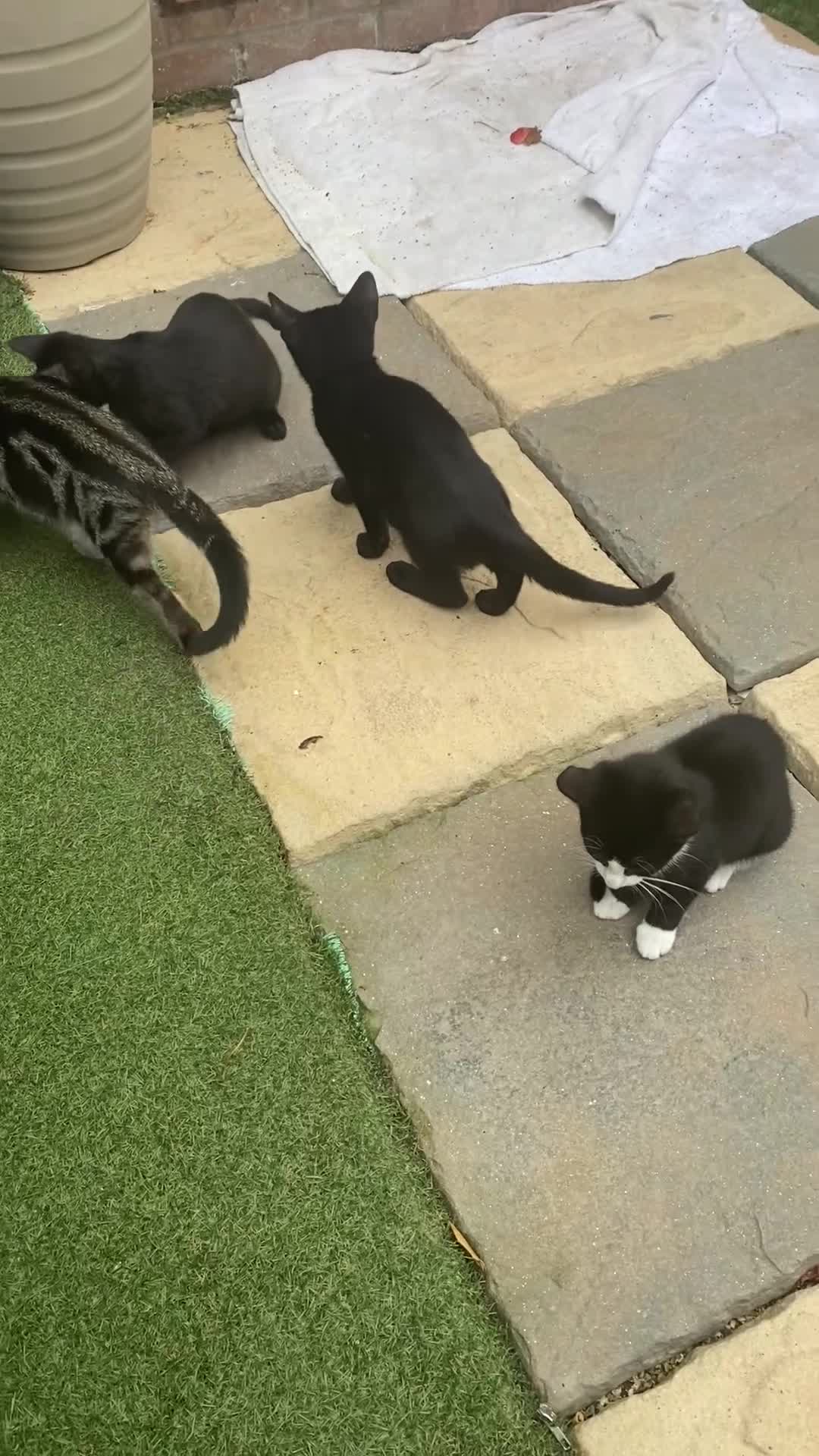Mixed Breed cats for sale: Mixed breed kittens - Video 1