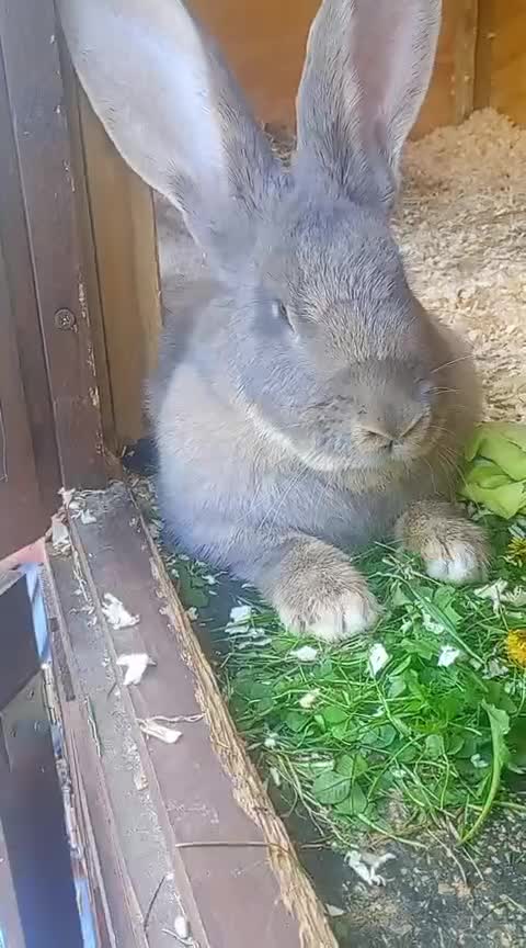 Continental Giant rabbits for sale: Beautiful Giant Continental Babies - Video 1